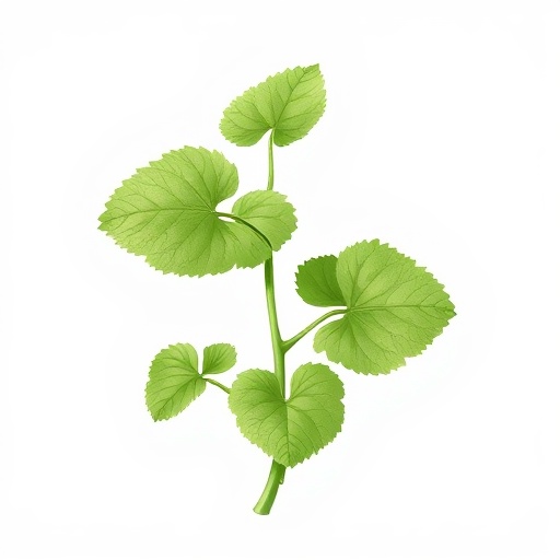 Gotu Kola
